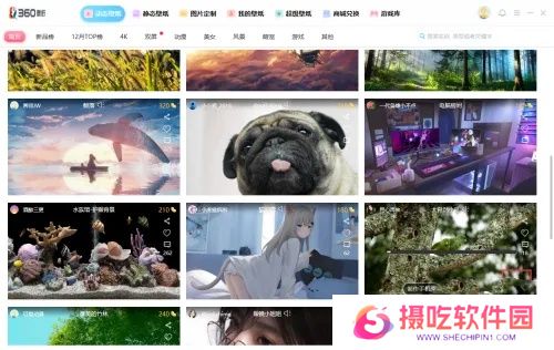 小鸟动态壁纸官方正版